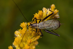Oecanthus nigricornis