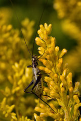 Oecanthus nigricornis