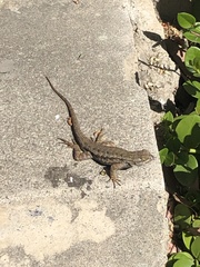 Sceloporus occidentalis
