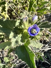 Phacelia viscida