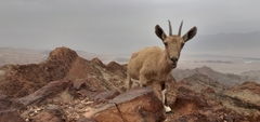 Capra nubiana