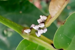 Auchenorrhyncha