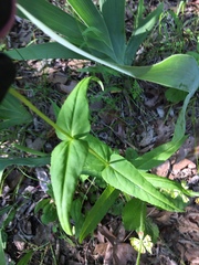 Penstemon arkansanus