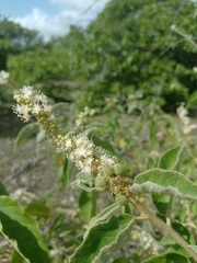 Croton heliotropiifolius