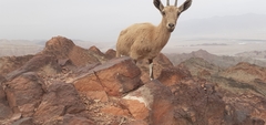 Capra nubiana