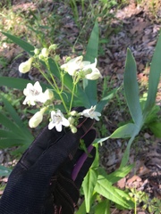 Penstemon arkansanus