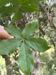 Dioscorea retusa