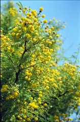 Vachellia vernicosa