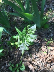Penstemon arkansanus