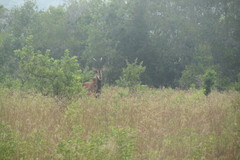 Hippotragus niger roosevelti
