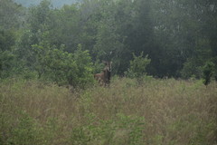 Hippotragus niger roosevelti