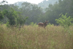 Hippotragus niger roosevelti