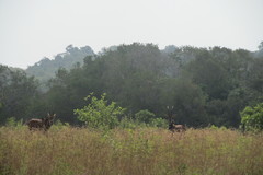 Hippotragus niger roosevelti