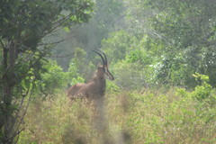 Hippotragus niger roosevelti