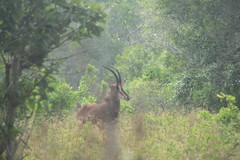Hippotragus niger roosevelti