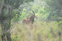 Hippotragus niger roosevelti