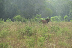 Hippotragus niger roosevelti