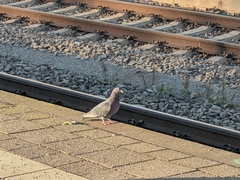 Columba livia domestica