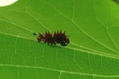 Lepidoptera