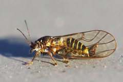 Cacopsylla melanoneura