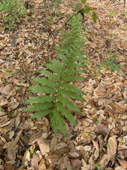 Anchistea virginica image