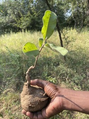 Raphionacme procumbens