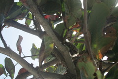 Heliosciurus undulatus