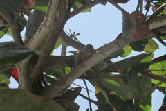 Heliosciurus undulatus