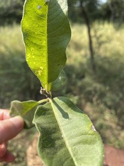 Raphionacme procumbens