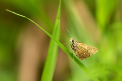 Polytremis lubricans