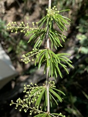 Asparagus lynetteae