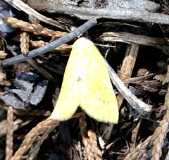 Marimatha nigrofimbria