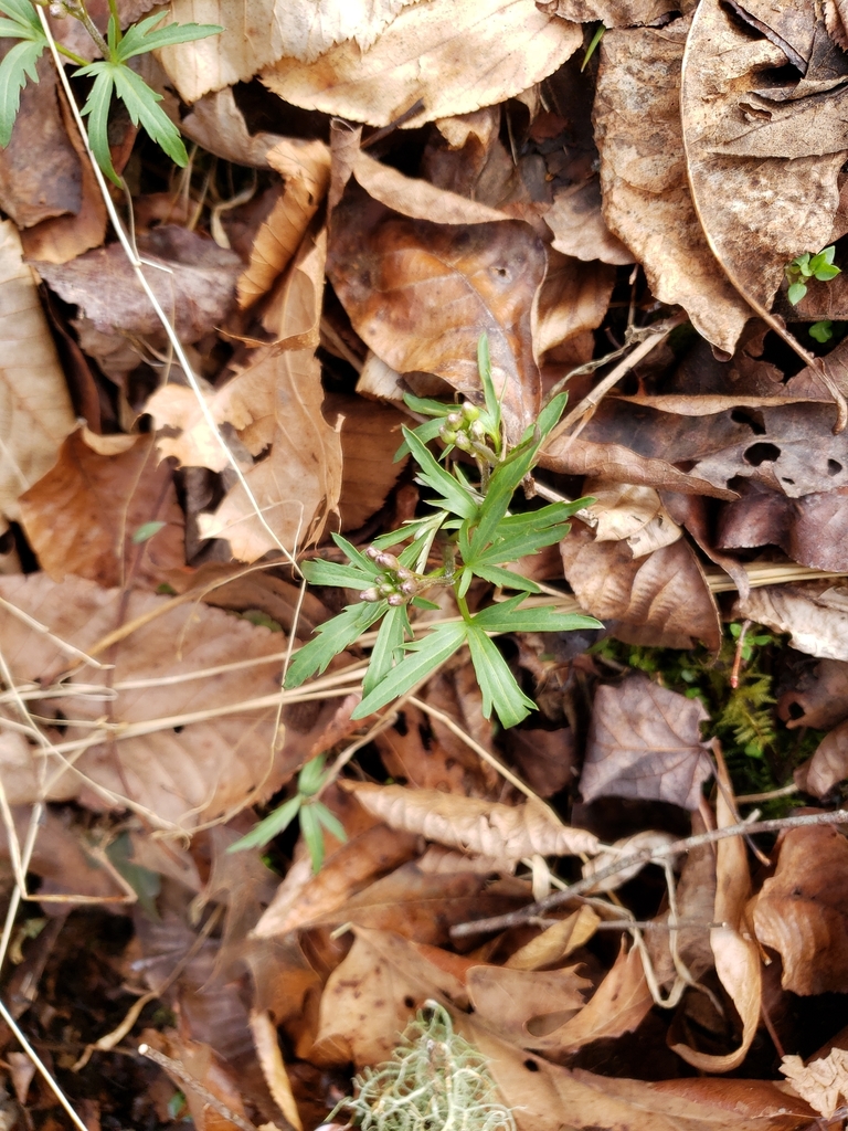 Cut Leaved Toothwort From Black Mountain On March At Am