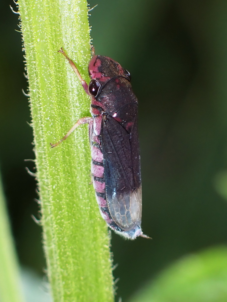 Hyogonia youngi