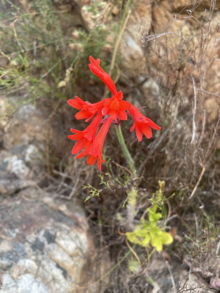 Cyrtanthus collinus, Boesmankloof Hiking Trail, WC, ZA