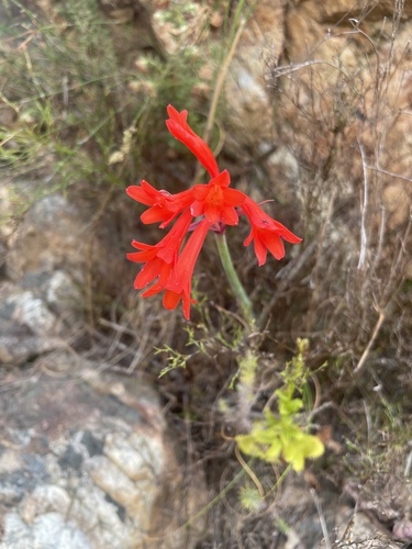 Cyrtanthus collinus