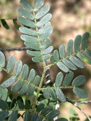 Albizia forbesii