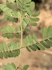 Albizia forbesii