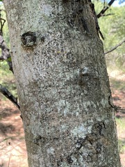 Albizia forbesii