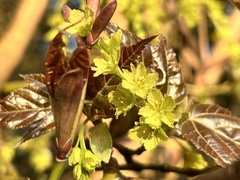 Acer morrisonense