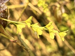Acer morrisonense