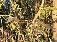 Acer morrisonense