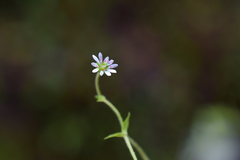 Stellaria ovata