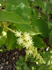 Croton blanchetianus