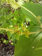 Croton blanchetianus