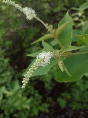 Croton blanchetianus