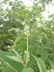 Croton blanchetianus