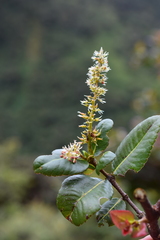 Weinmannia crassifolia