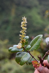 Weinmannia crassifolia