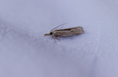 Agriphila trabeatellus